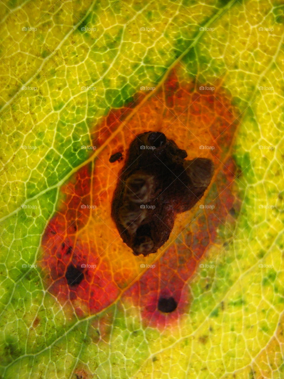 Pear leaf, blistered. Fireworks when backlighted
