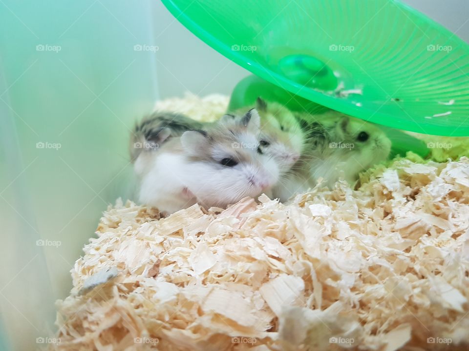 small hamsters