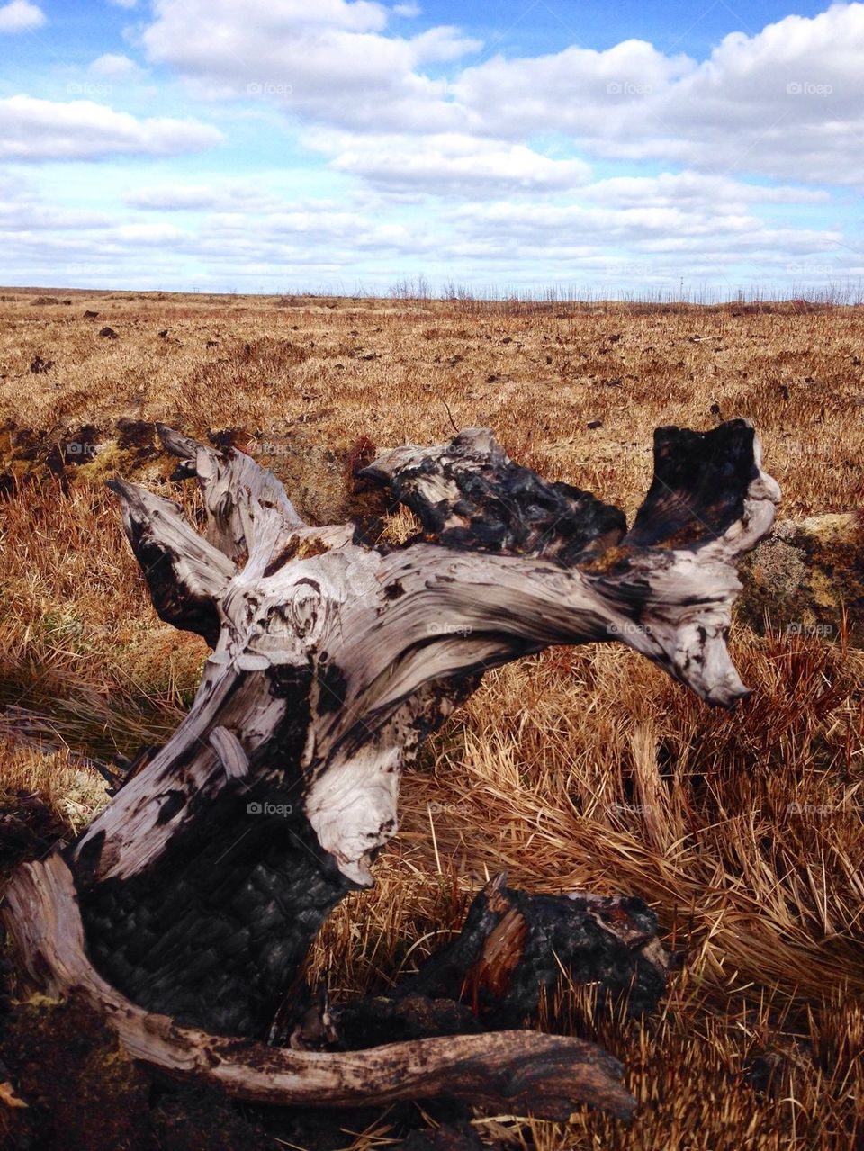 Petrified tree bog