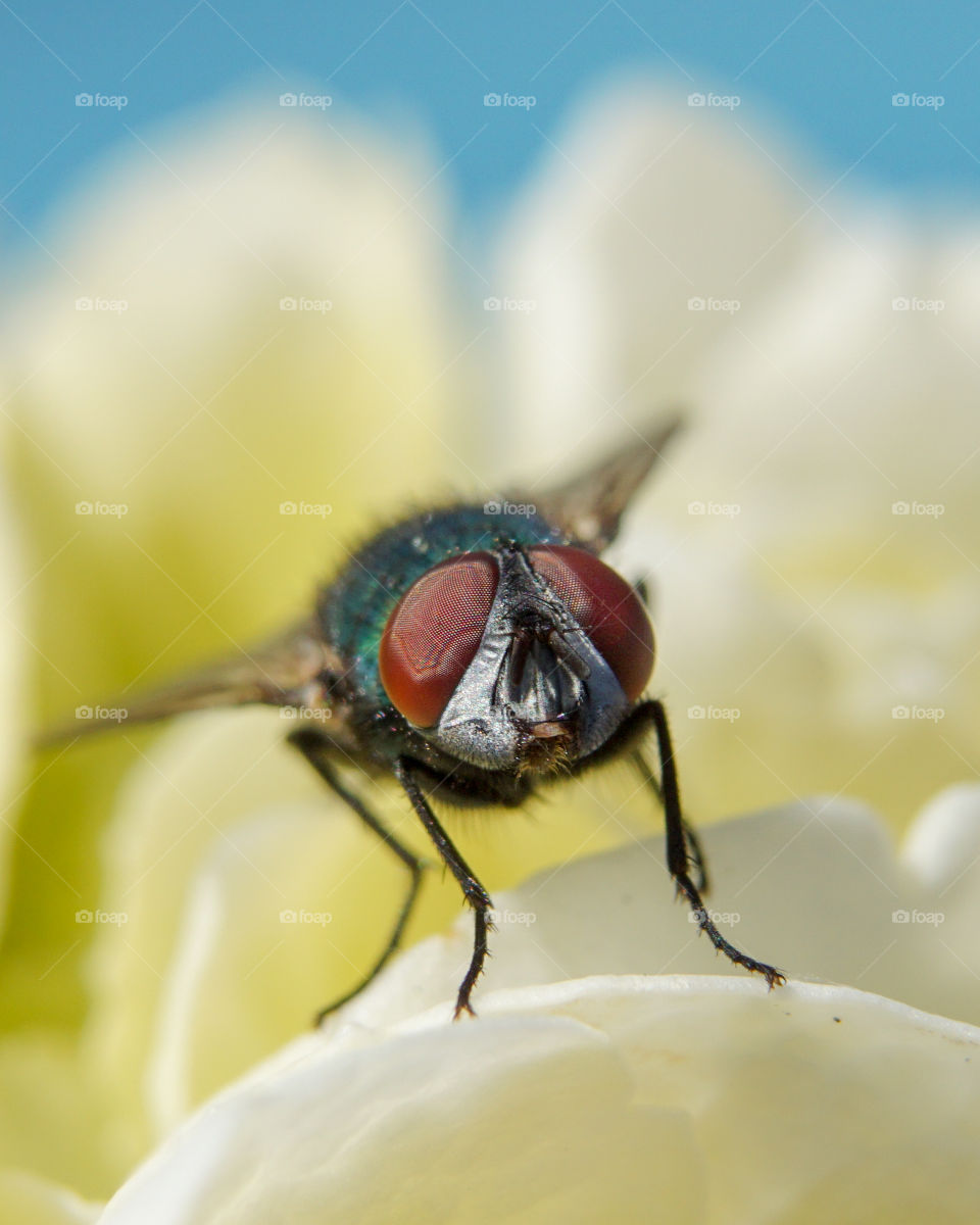 A fly relaxing on its favourite flower