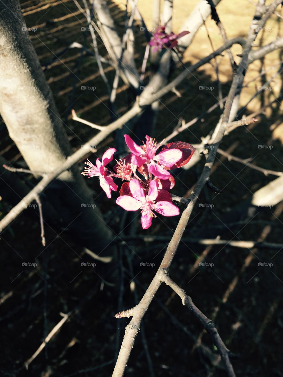 Crab apple tree blossom up close and pretty pink.