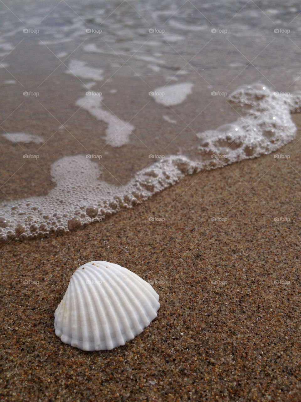 Seashell  on sandy beach