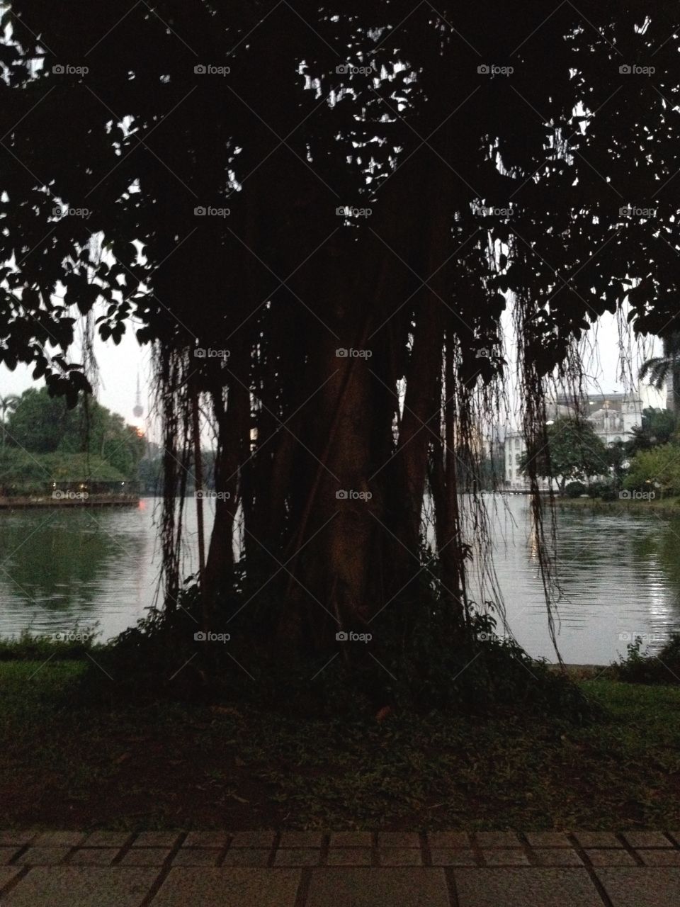 An old tree in Chinese park with lake