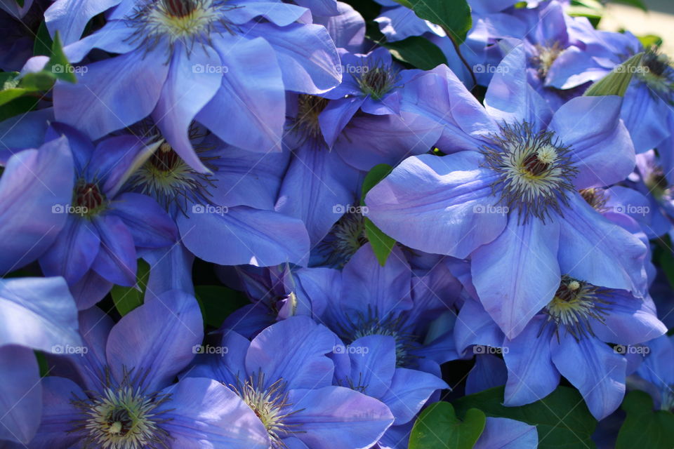 Clematis 