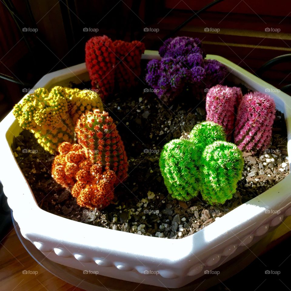 Cactus bowl