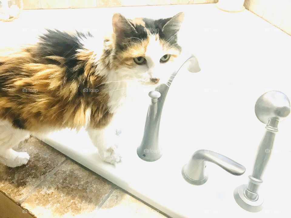 Gorgeous calico long haired cat sitting on large white whirlpool tub next to faucet. 