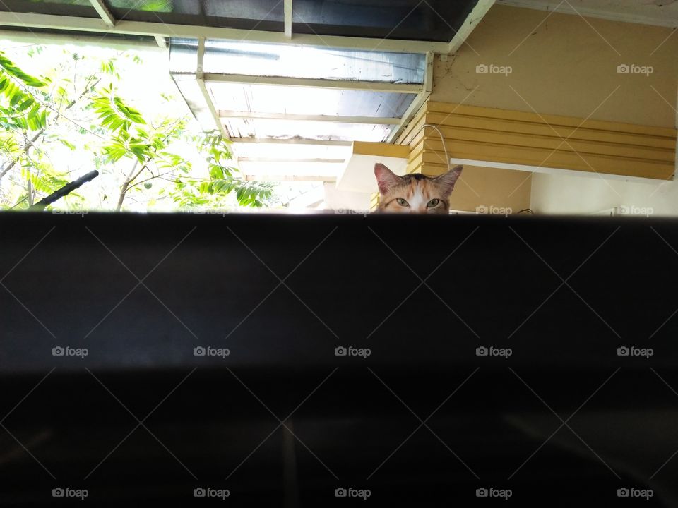 spy from the top of the car