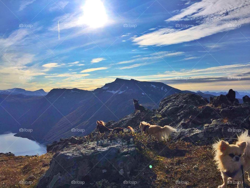 Chihuahuas on mountain