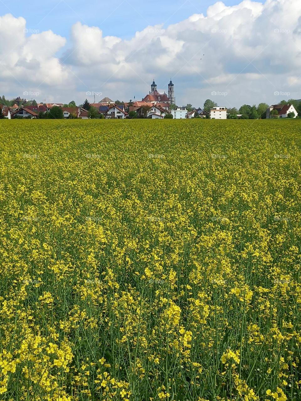 Bavarian Meadow in Spring