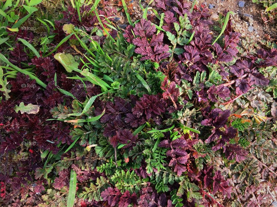 Wild weeds purple and green 