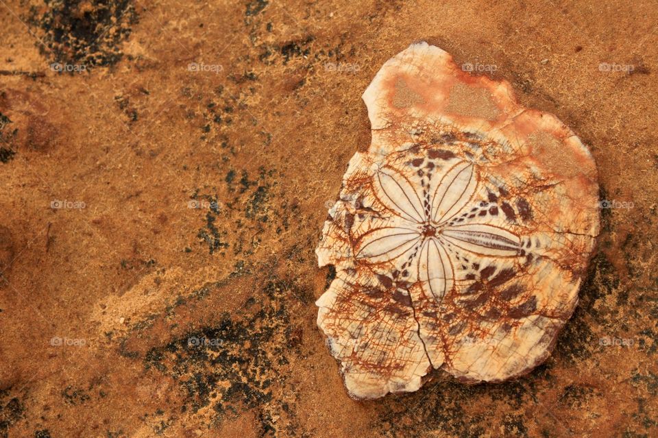 Fossil on Geopark
