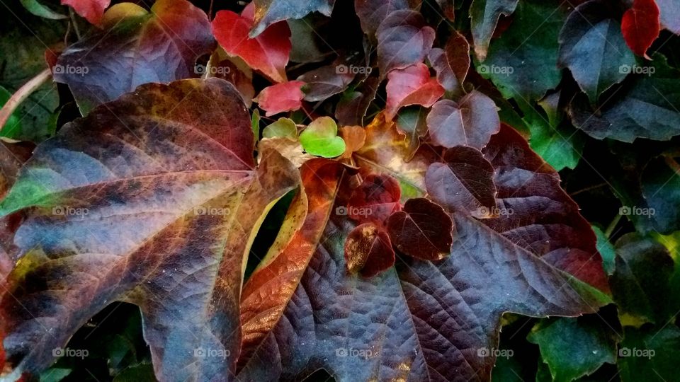 late fall leaves