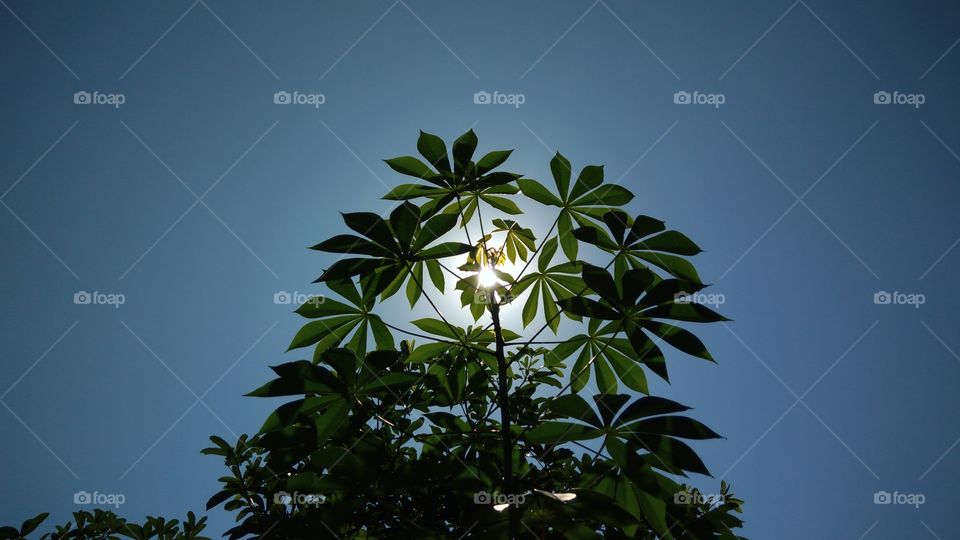 Hidden Behind The Cassava Tree