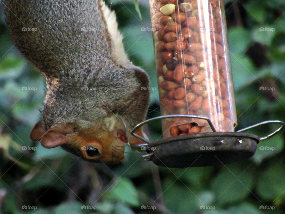 a squirrel stealing nuts from the bird feeder