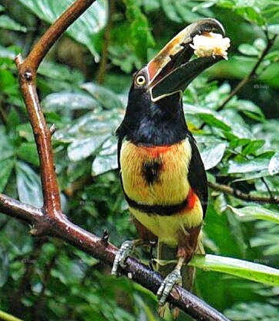 Fiery-billed Aracari