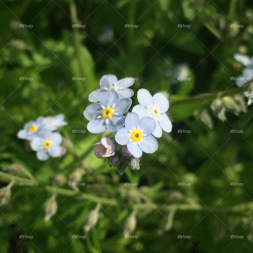 Forget-me-nots blooming beside a trail