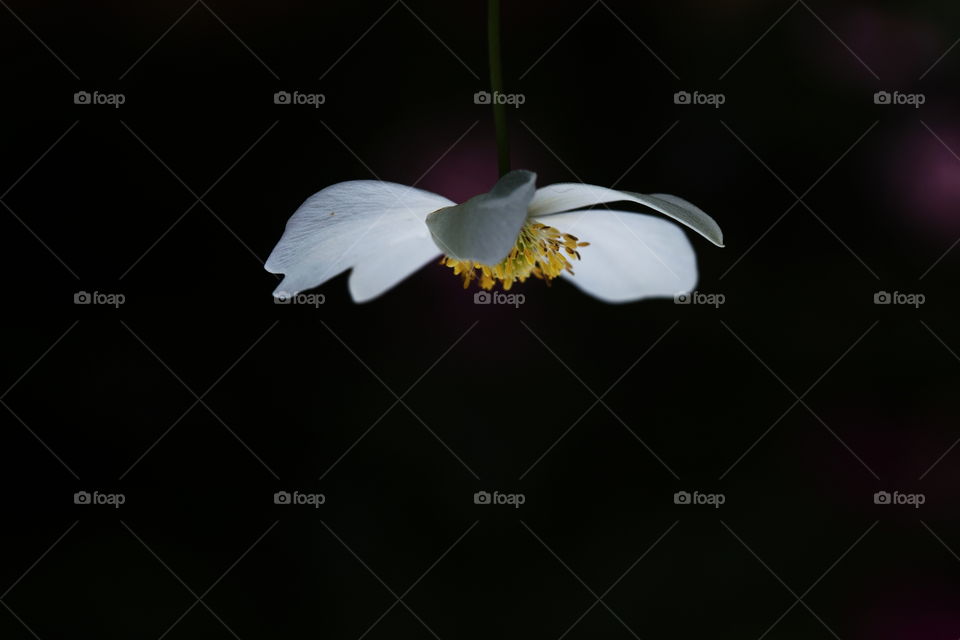 Flower, No Person, Nature, Leaf, Flora