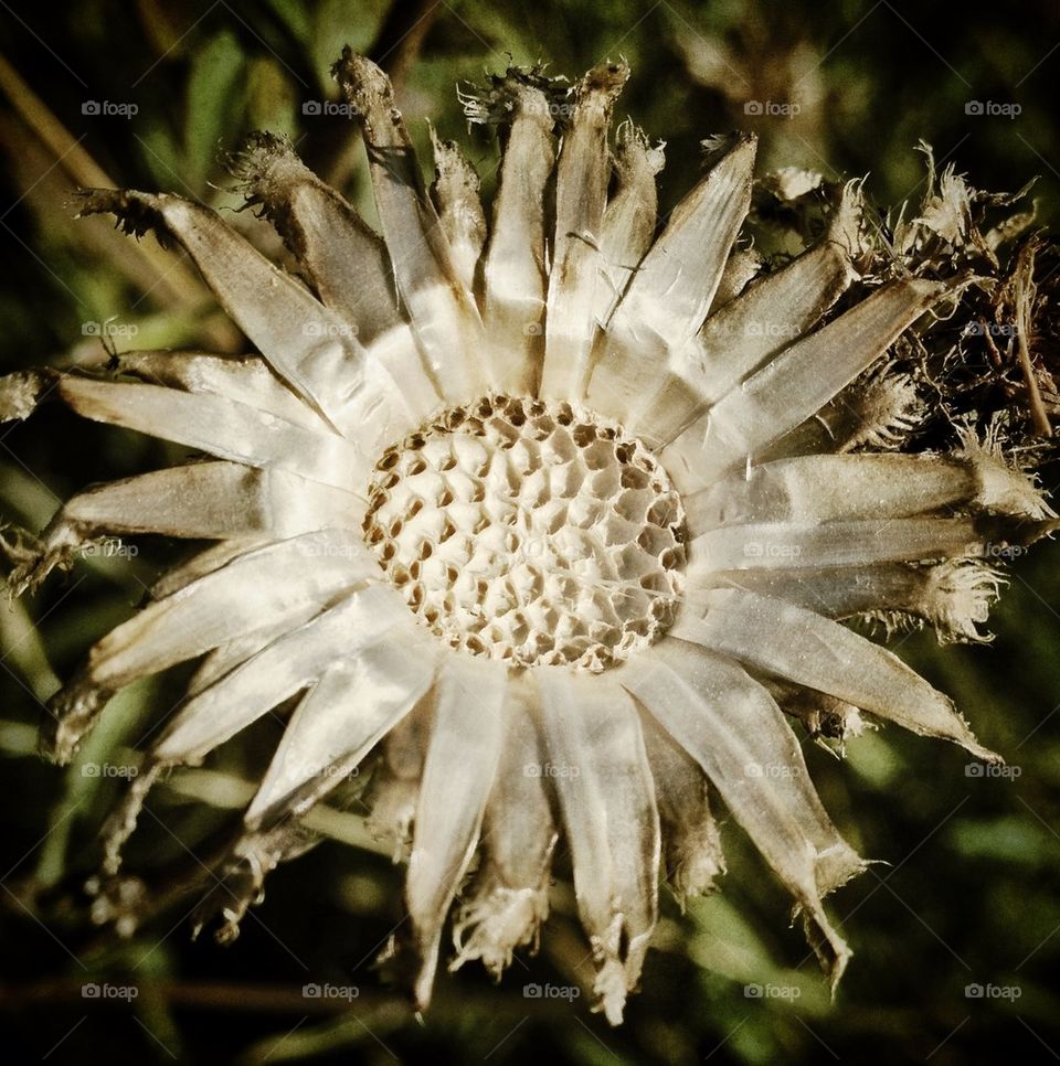 Flower base of a thistle