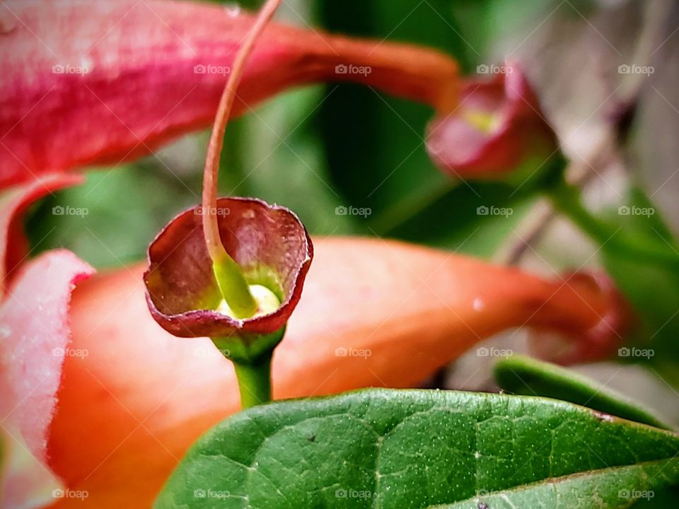 A colorful Close up of a remaining flower pod with flowers, leaves and a flower pod in the background .