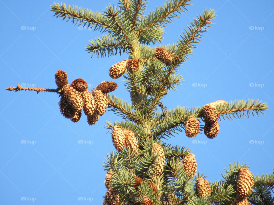harvest for spruce, cones are ripe