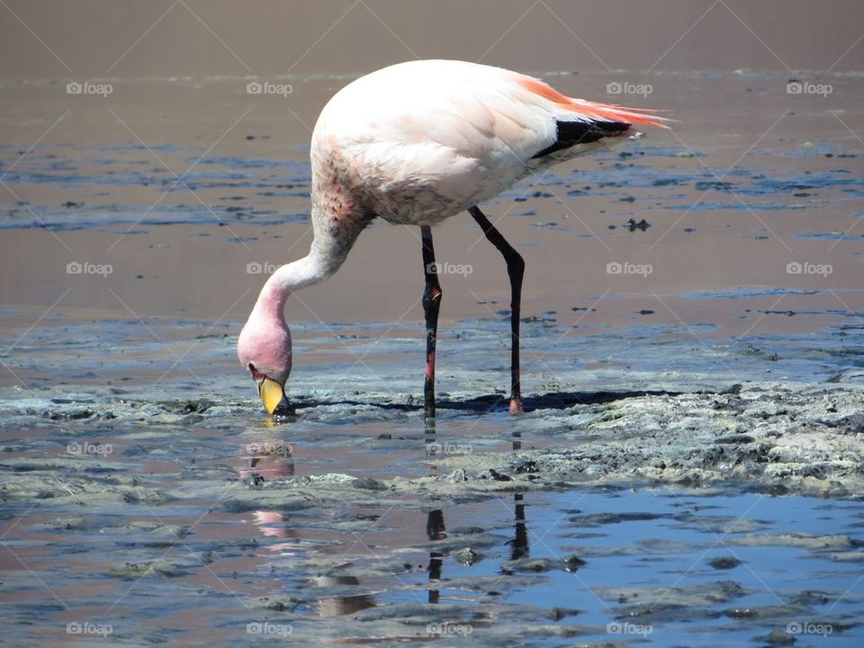 Flamingo