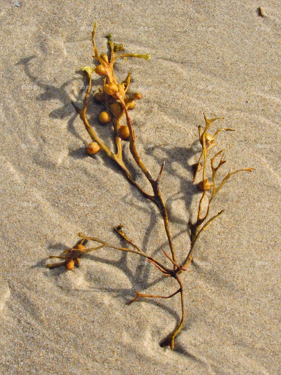 On the beach