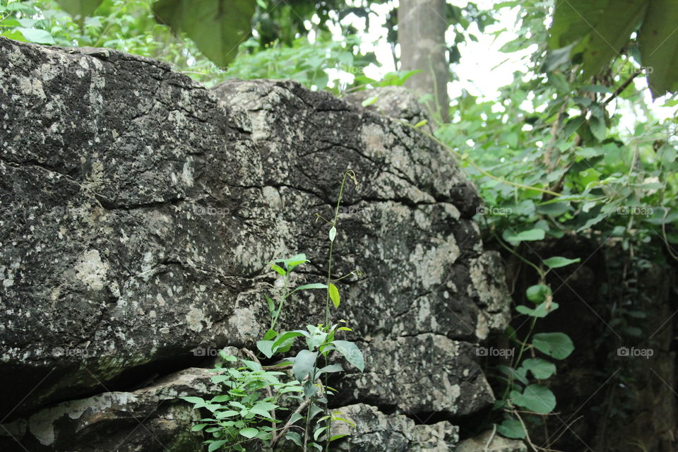A rock on the forest with climber plants growing up it.