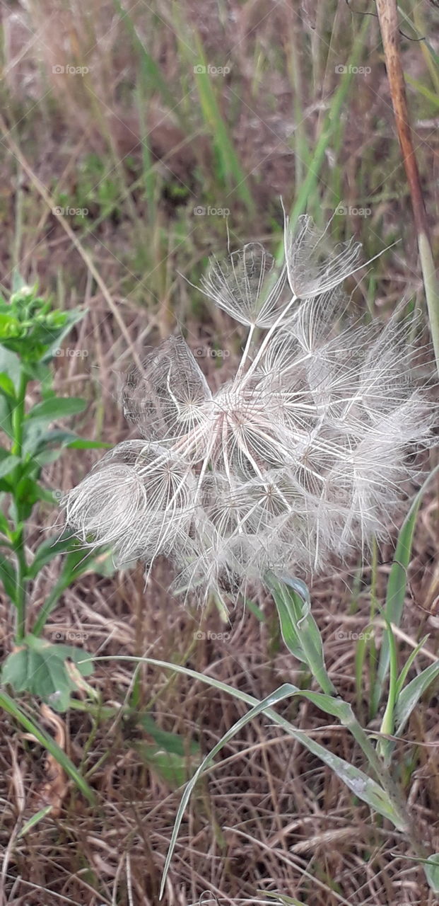 end of vegetation