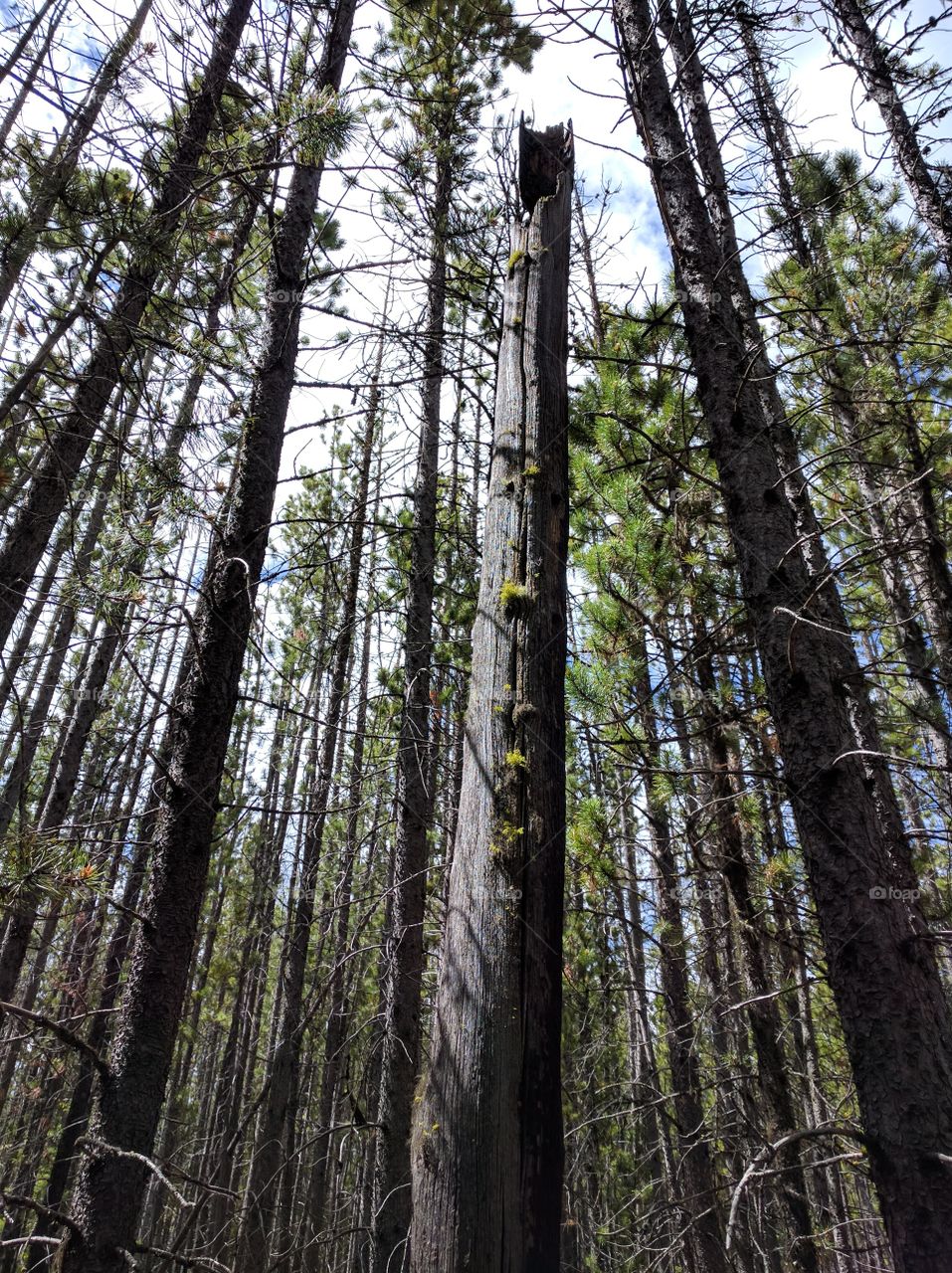 lodgepole pine forest