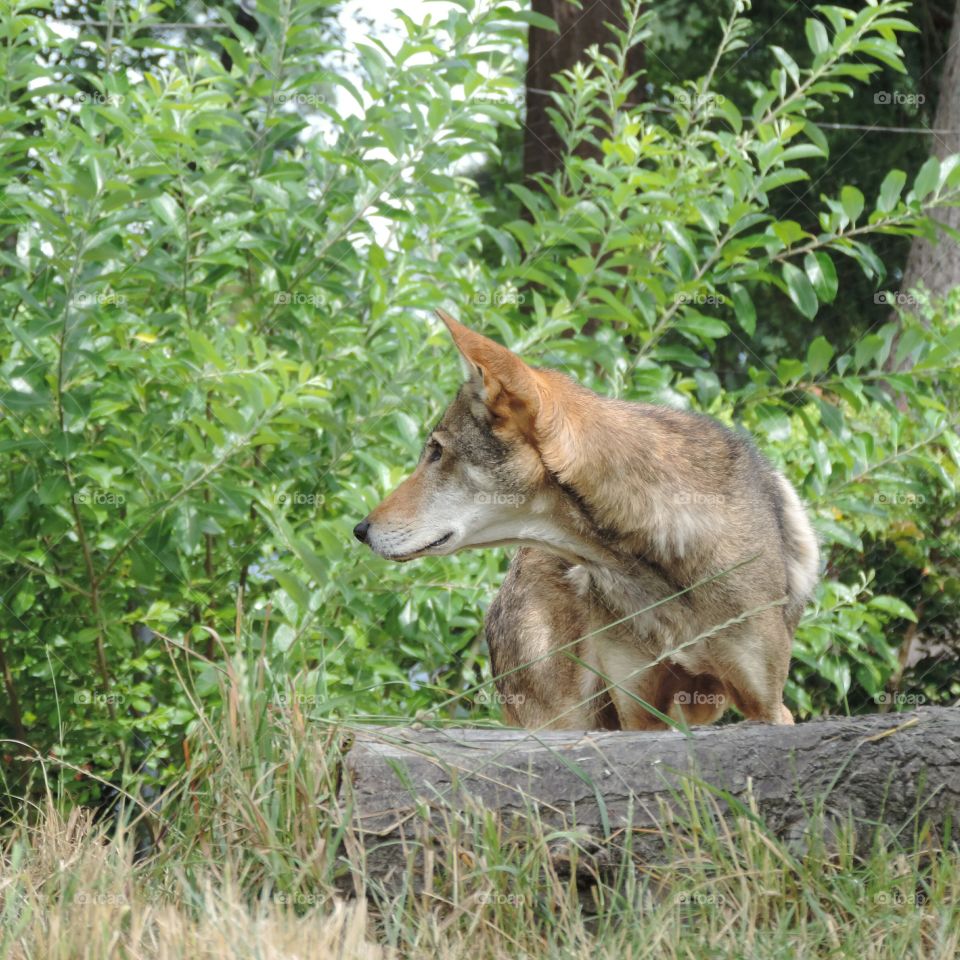 Red Wolf