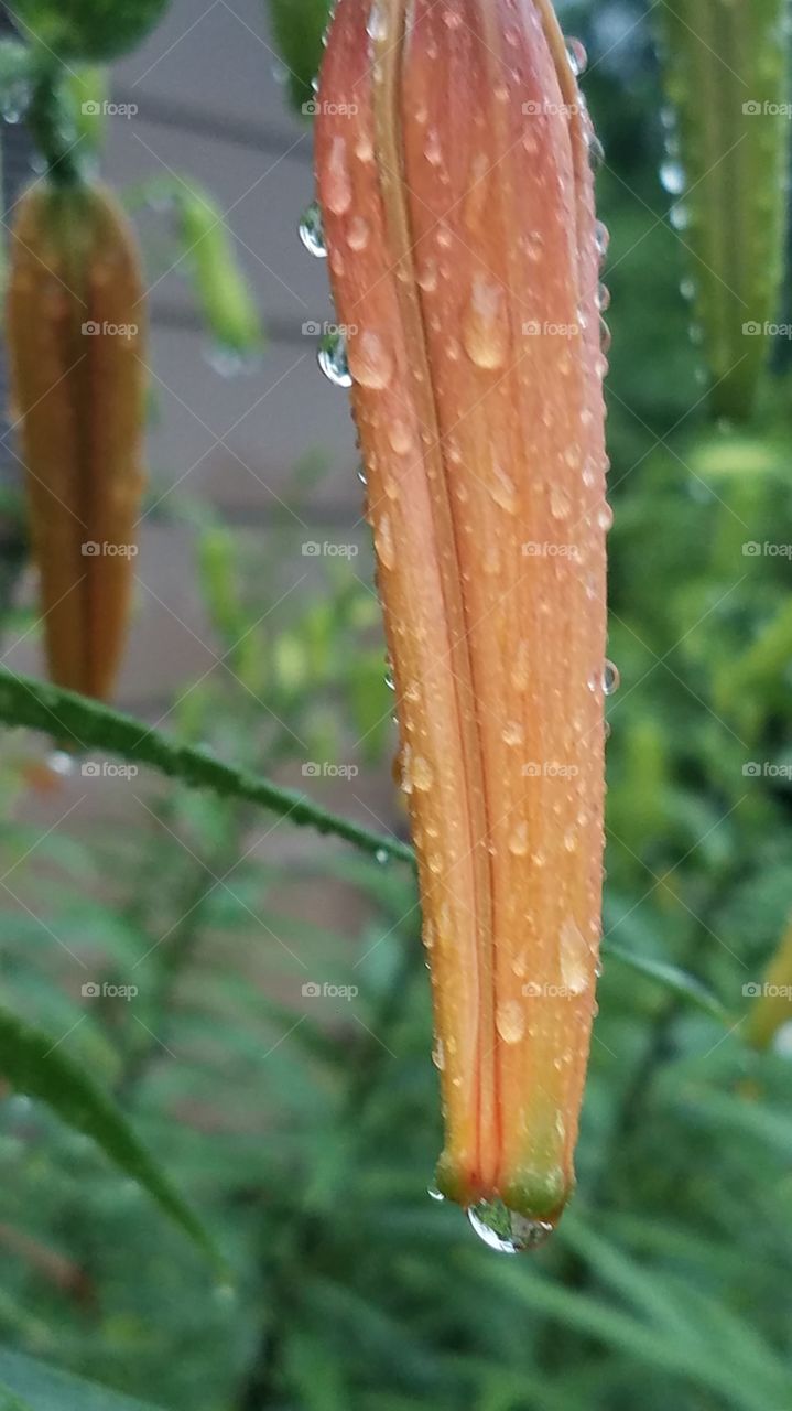 Refreshing rain