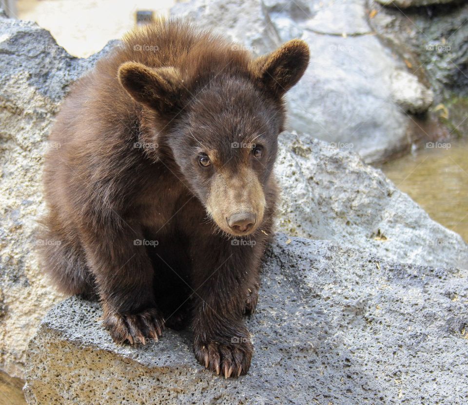 Baby bear 