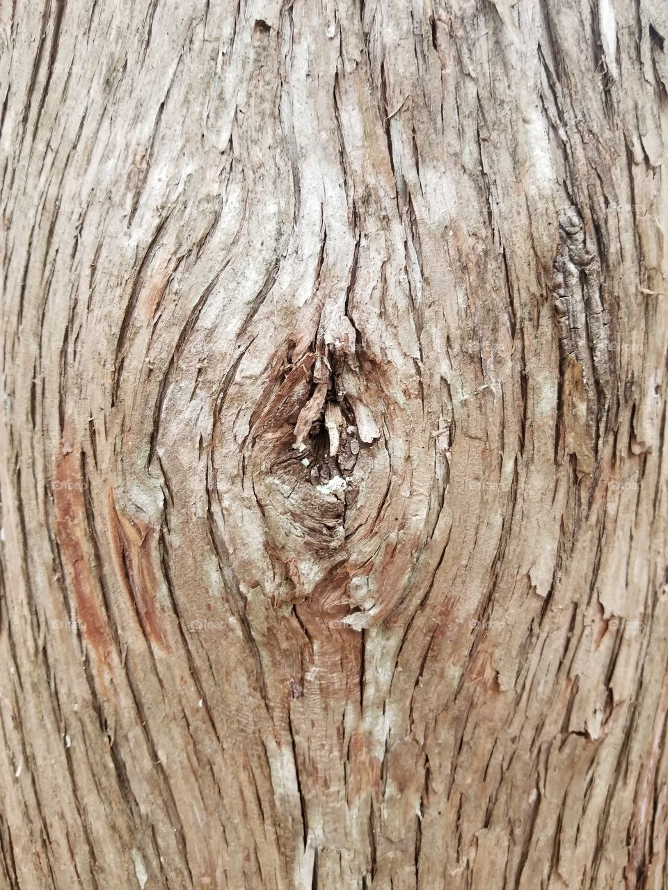 Tree Rings - on bark