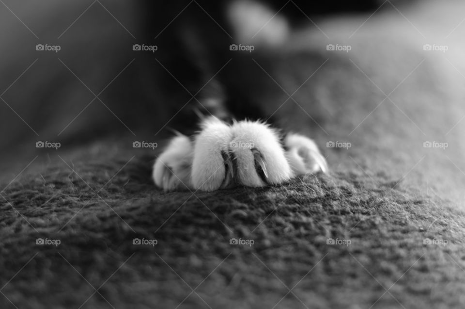 Paws