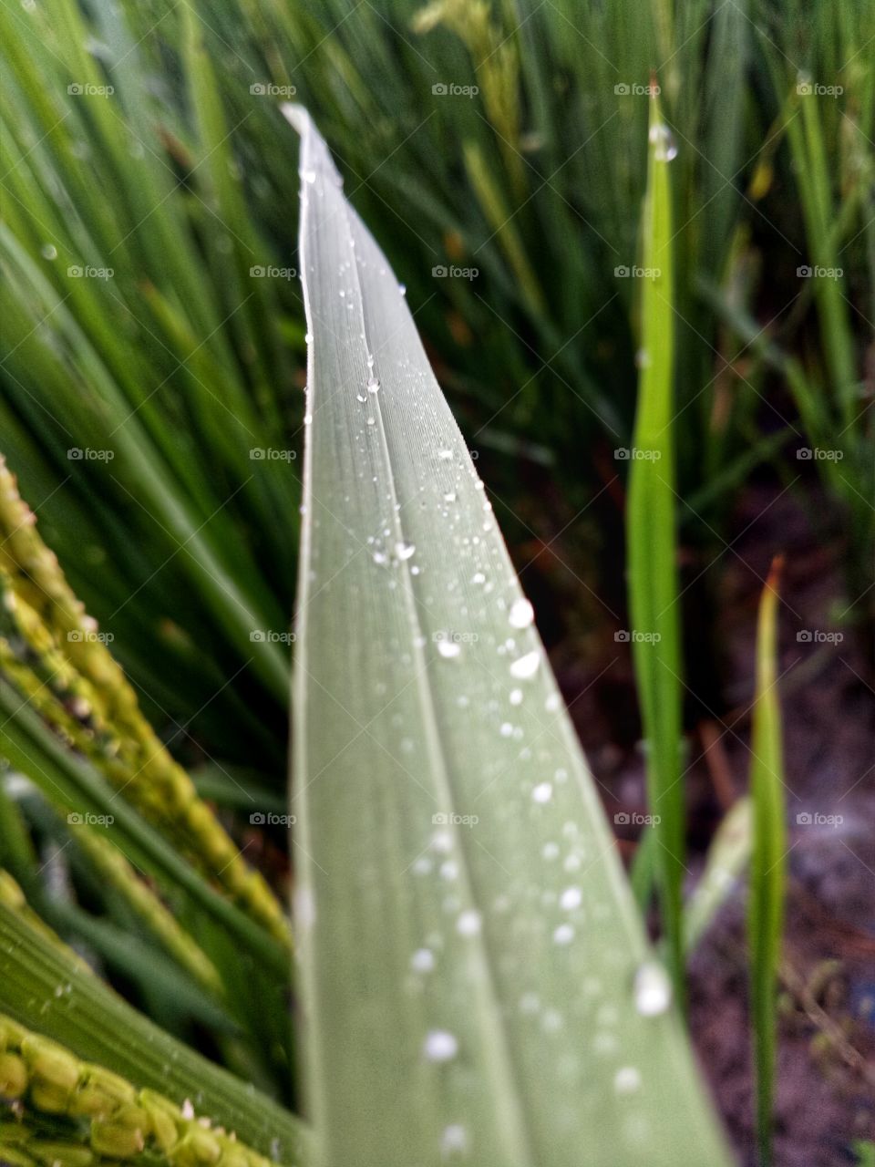 Dew Drops
