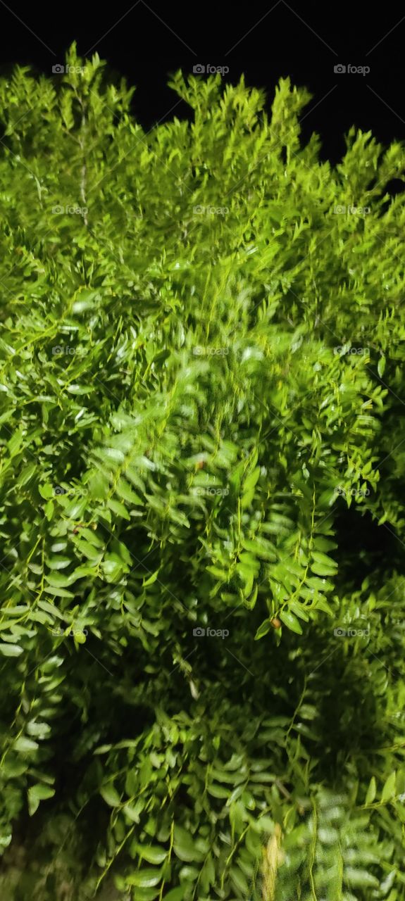 tree beautiful at night