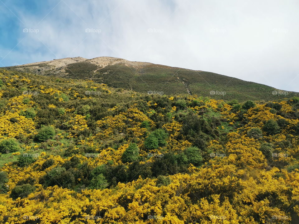 The yellow bushes