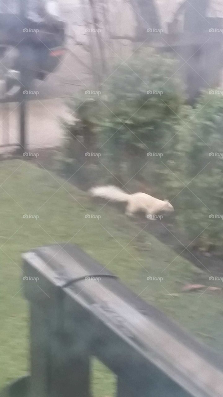 White Squirrel