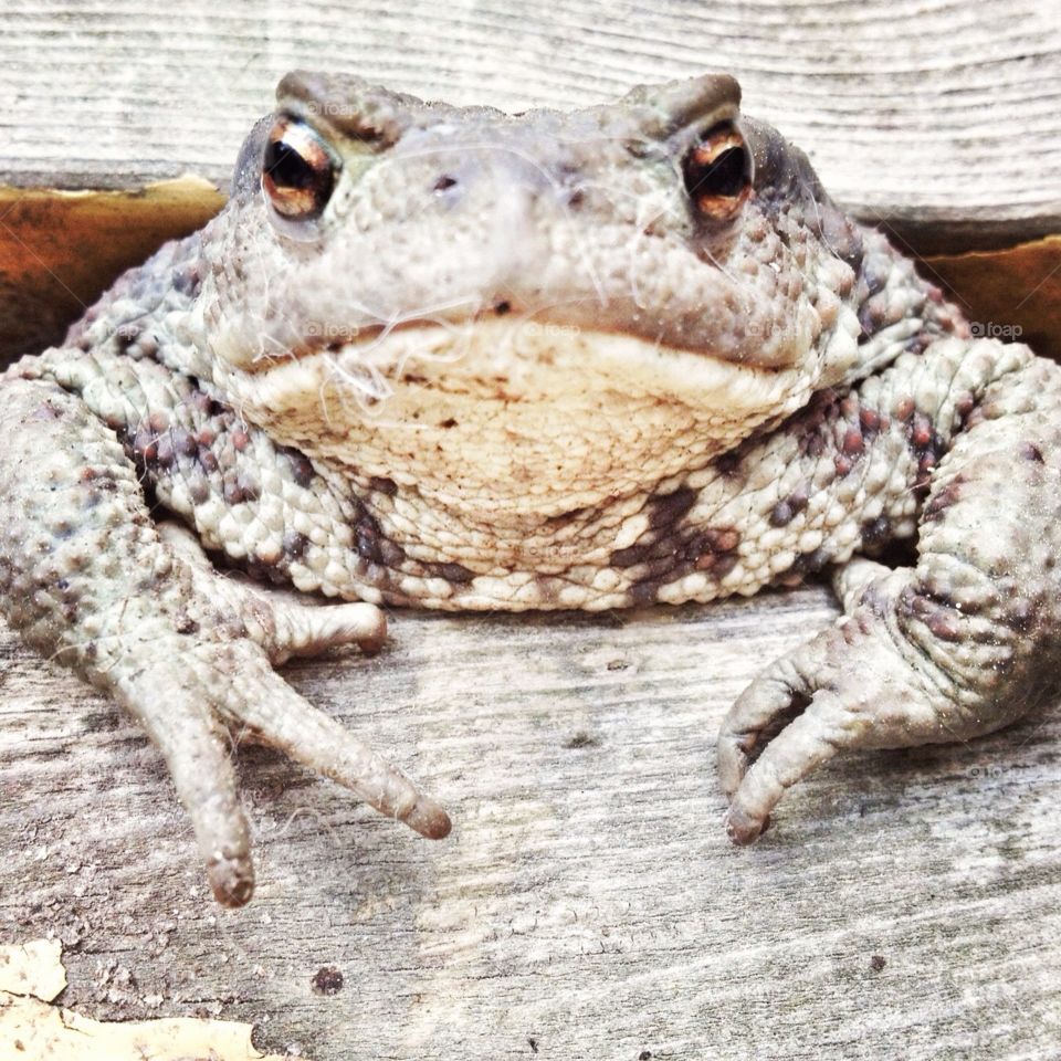 mister toad