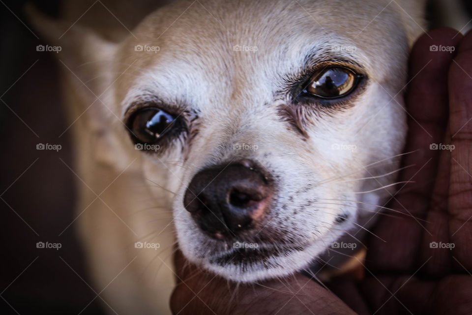 Chihuahua