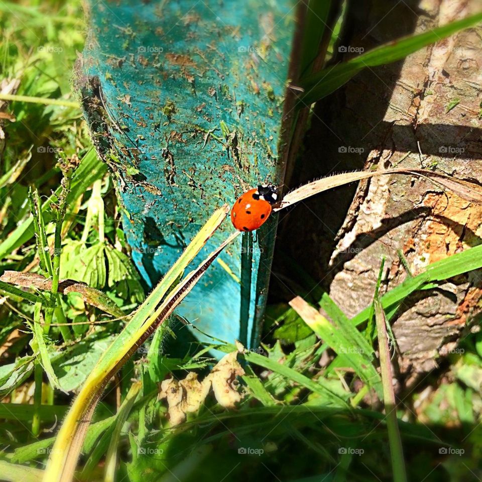 Well hello mr ladybug 