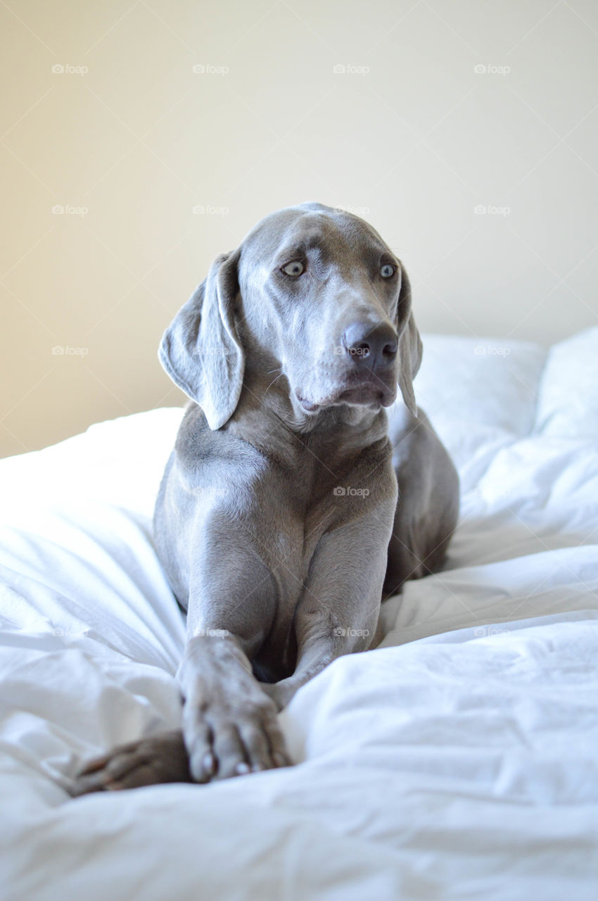 Weimaraner dog making a funny expression while laying on a bed with natural light coming in