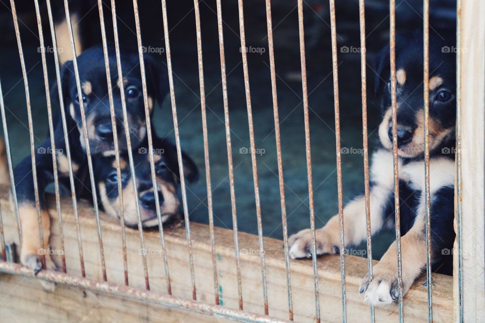 Future Beach Watch Dogs