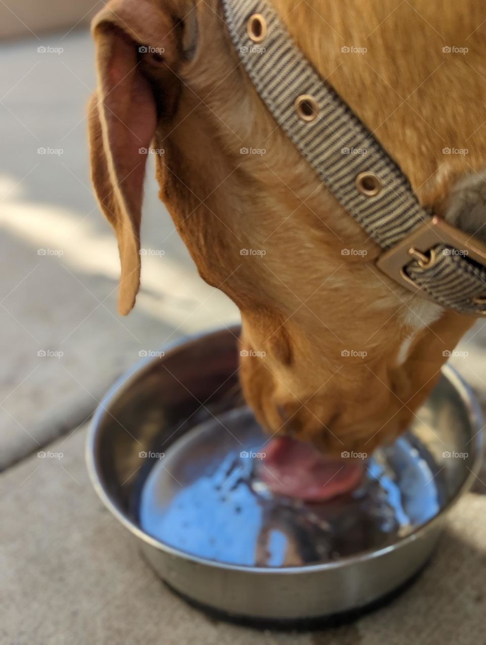 yellow lab mix dog drinking water from a dog dish outside on the patio dog tongue drinking water