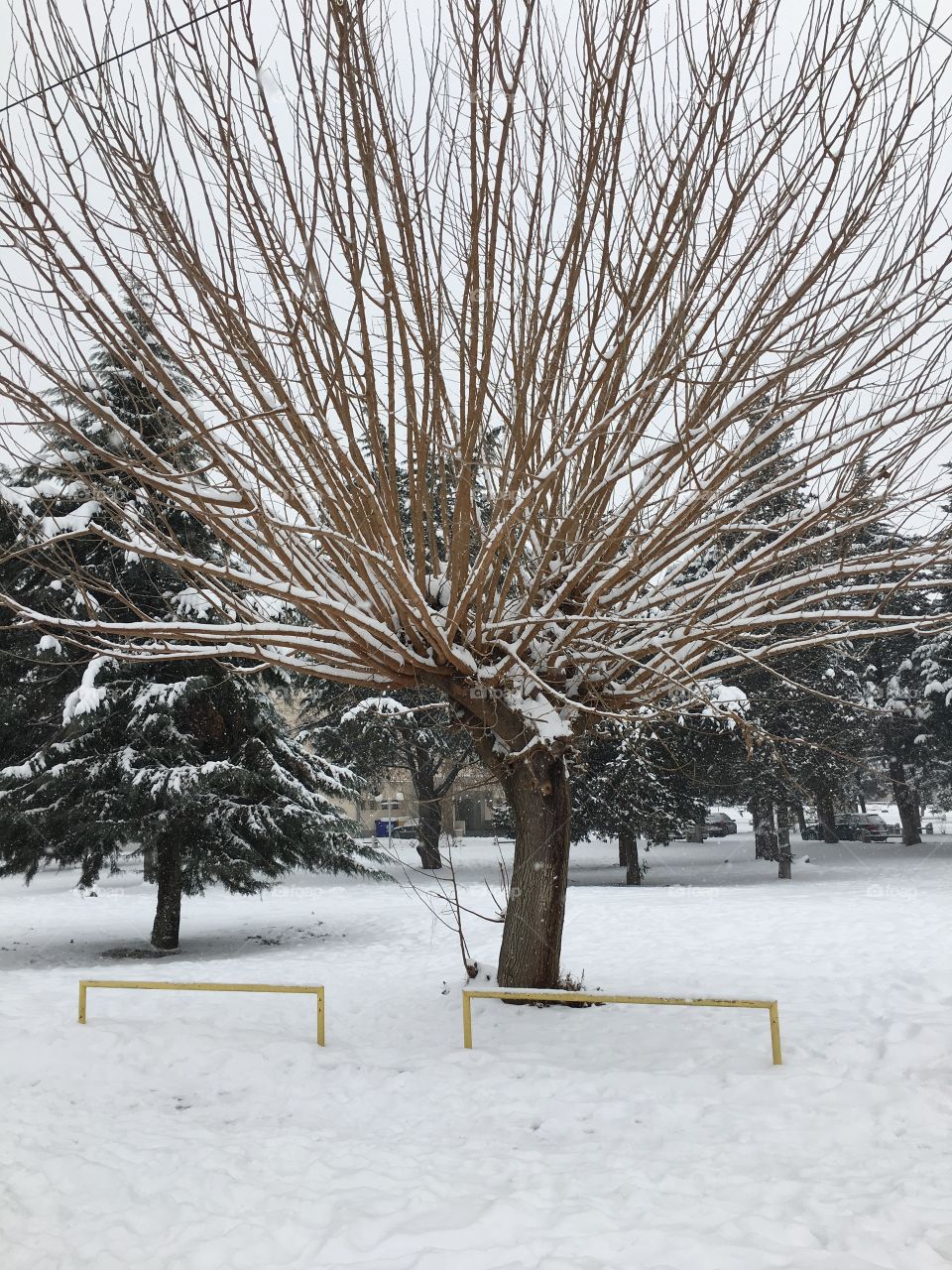 Bare tree in snowy landscape