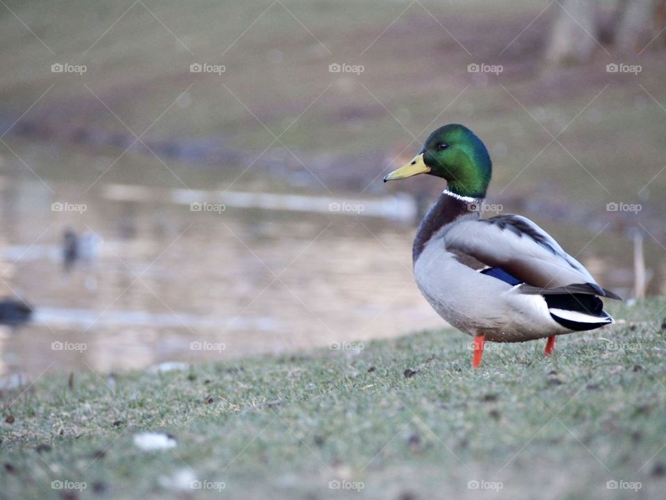 Duck