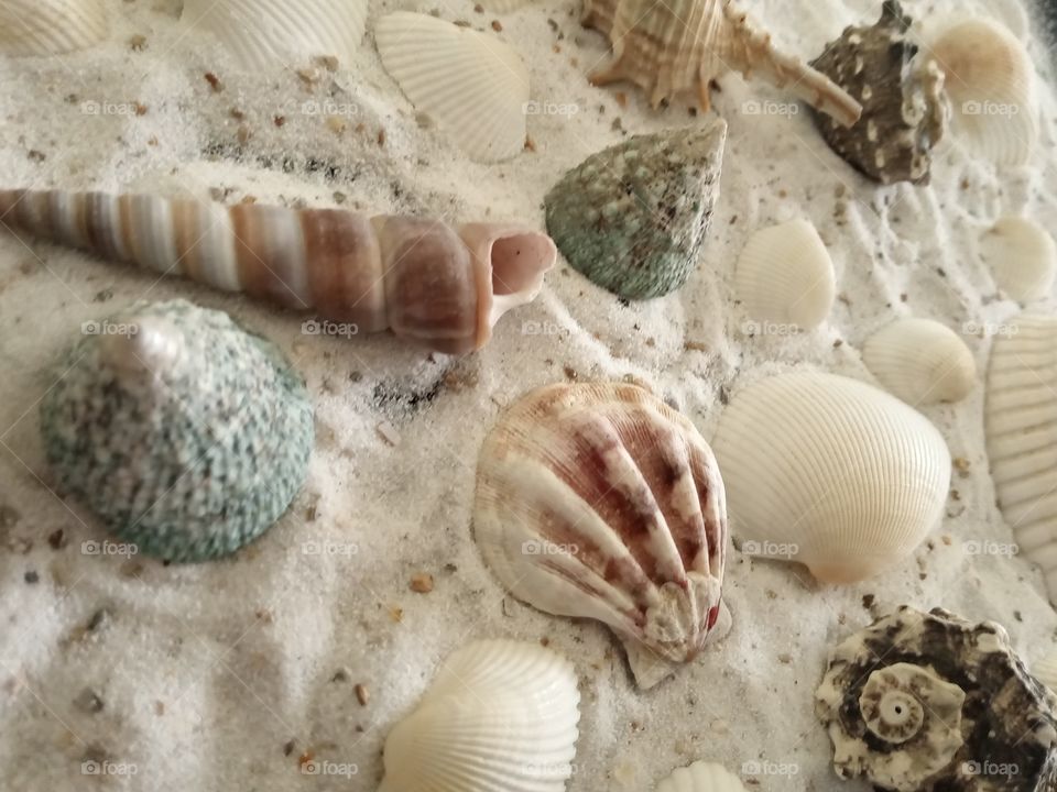 sea shells