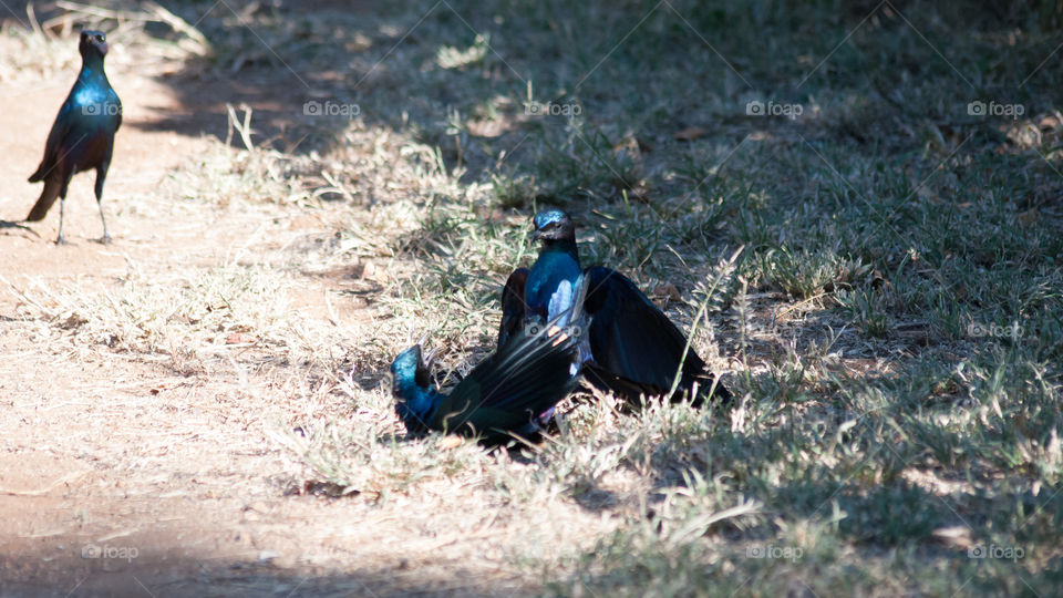 birds fighting over territory