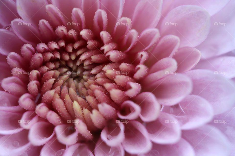 Pink chrysanthemum, macro