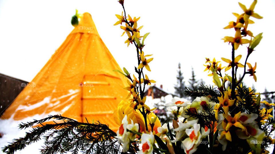 winter flowers yellow easter by genlock
